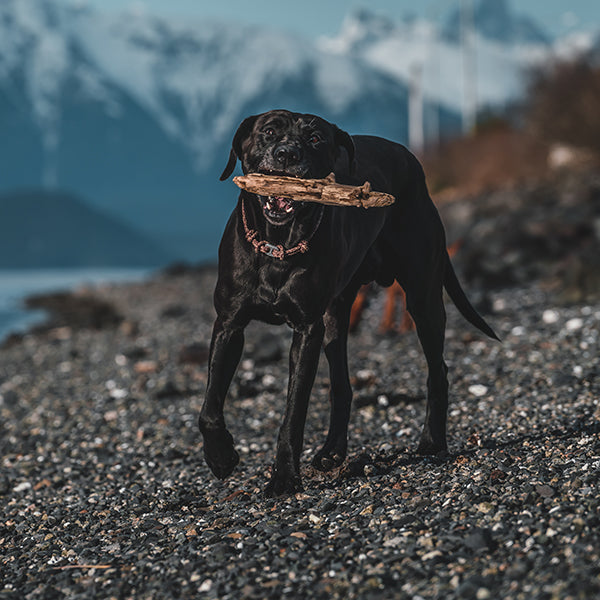 BLACK ADJUSTABLE ROPE COLLAR