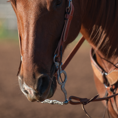 Versatility Shank Cowhorse Bit with Flat Port Roller