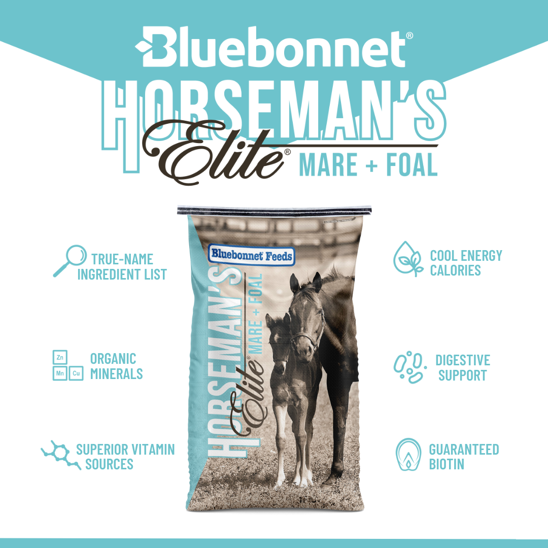BLUEBONNET HORSEMANS ELITE MARE & FOAL ~ IN STORE ONLY!