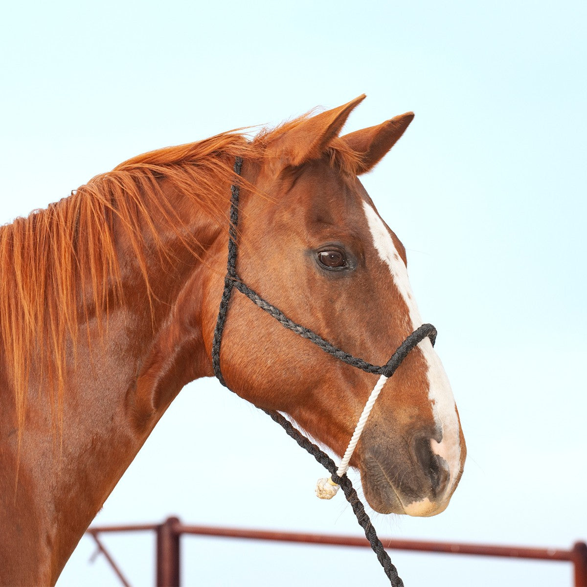 Classic Equine Rope Nose Halter With Lead