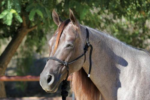 Professionals Choice Rope Halter