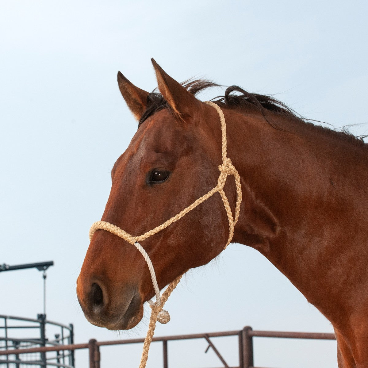 Classic Equine Rope Nose Halter With Lead
