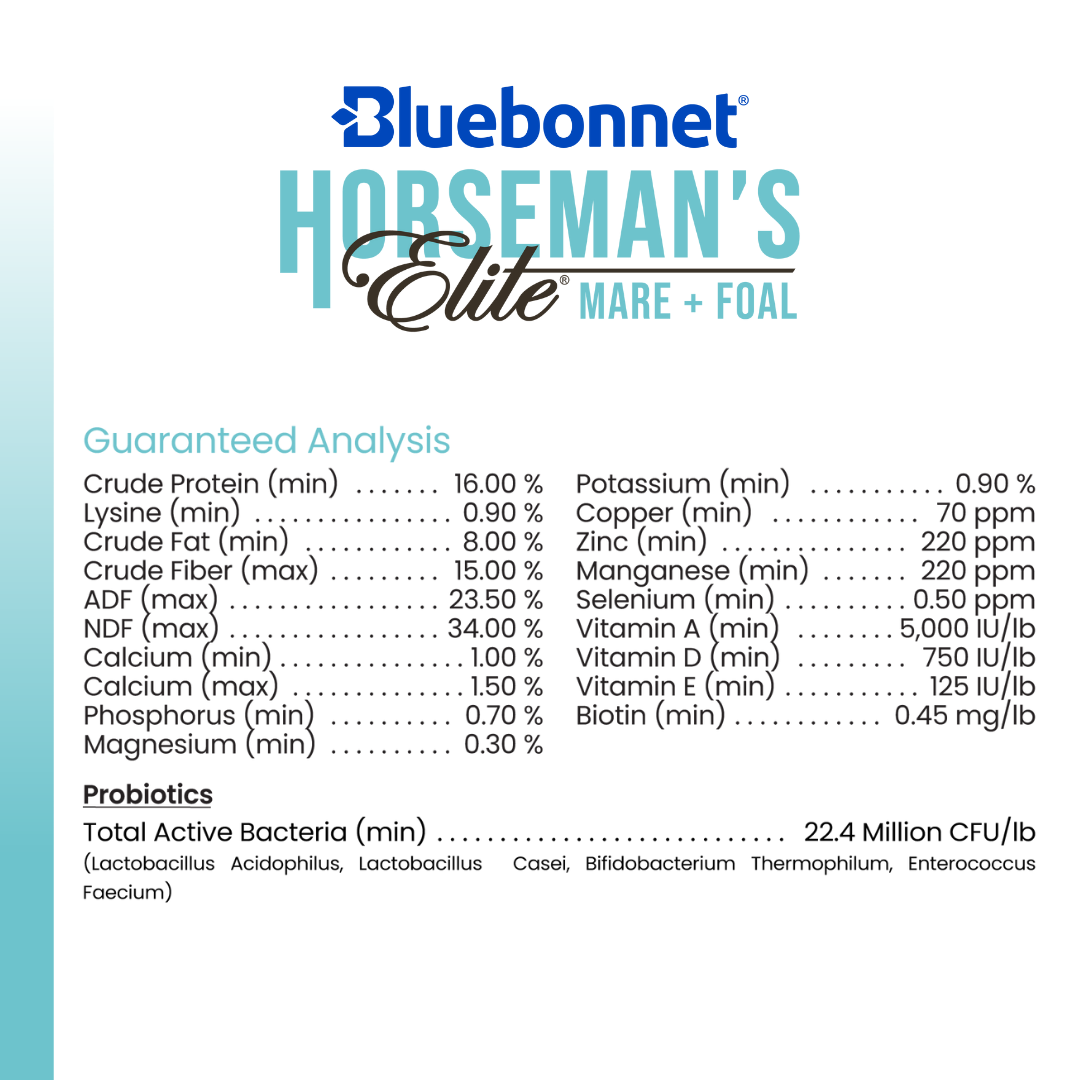 BLUEBONNET HORSEMANS ELITE MARE & FOAL ~ IN STORE ONLY!
