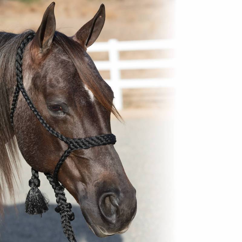 COWBOY BRAIDED ROPE HALTER