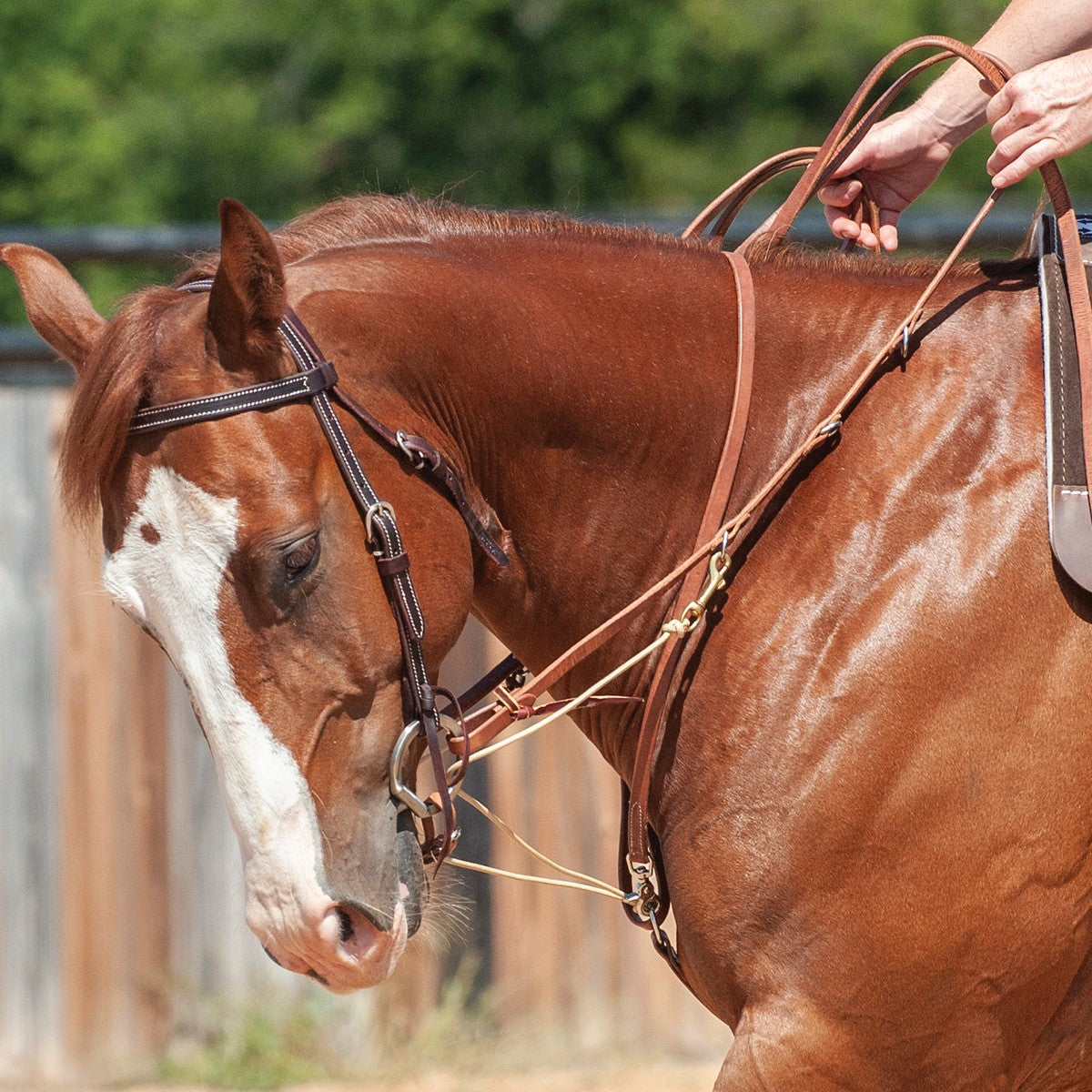 MARTIN SADDLERY PHIL HAUGEN GERMAN MARTINGALE