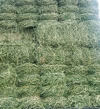 Coastal Square Bales ~ IN STORE ONLY!