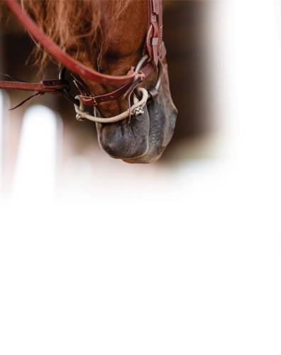 RAWHIDE BIT HOBBLE/SNAFFLE CURB