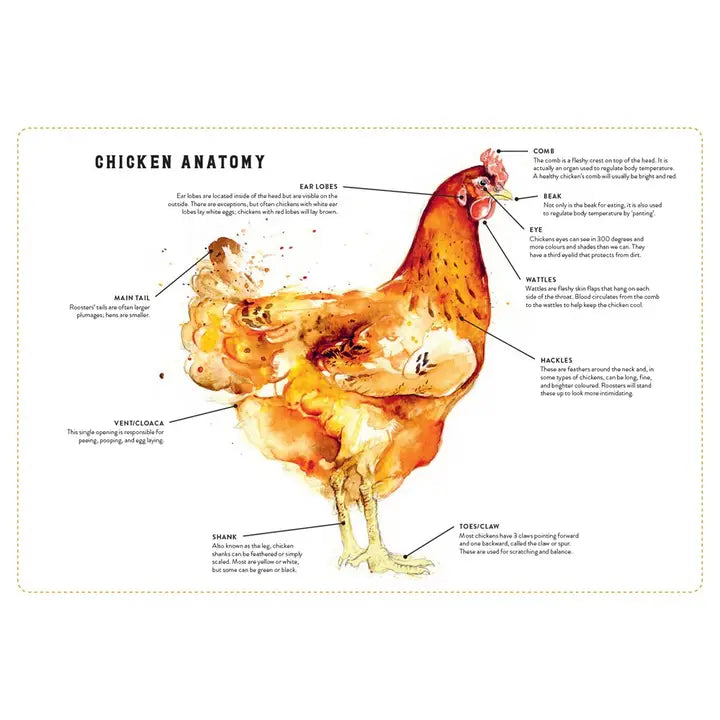 Little Book of Chickens