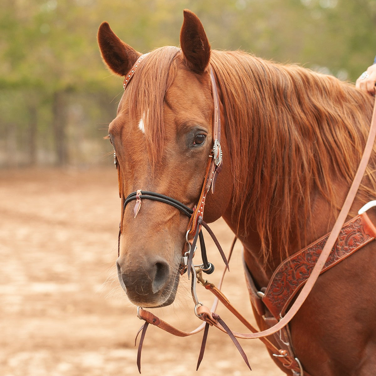 Nylon Double Rope Noseband with No Cover
