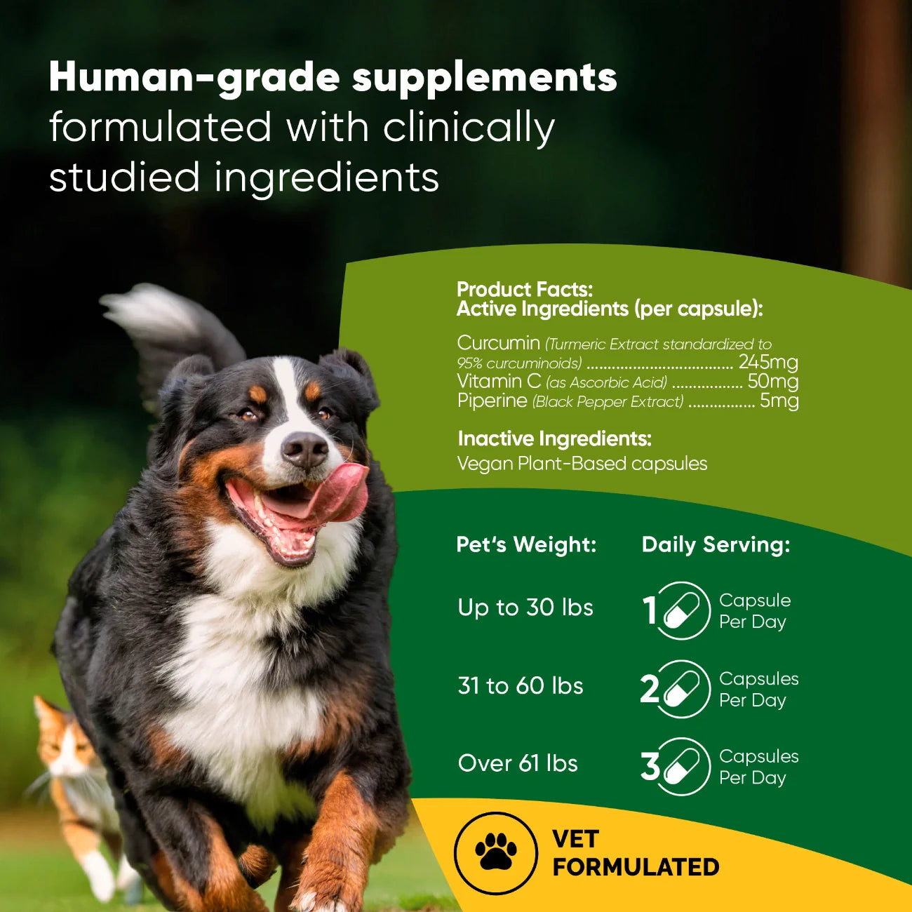 Rooted Owl Turmeric Supplement
