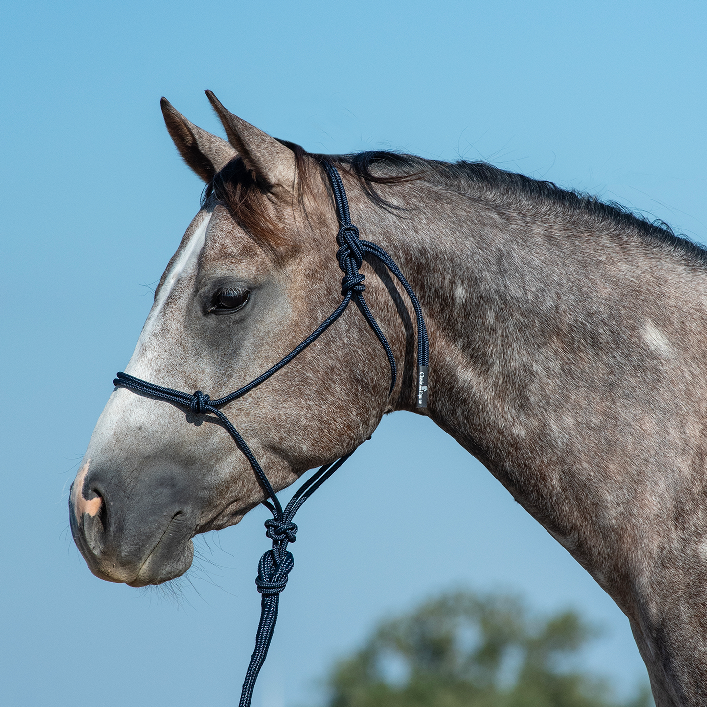 Rope Halter and 9-foot Leadrope