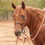 Nylon Double Rope Noseband with No Cover