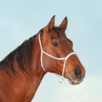 Martin Rope Nose Halter With Lead