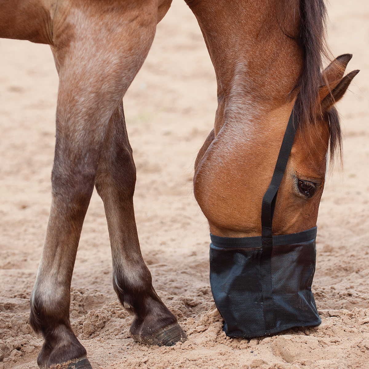 Cashel Spill Proof Feed Bag