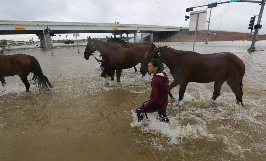 Harvey equine relief tops $150,000; supply list available for donors
