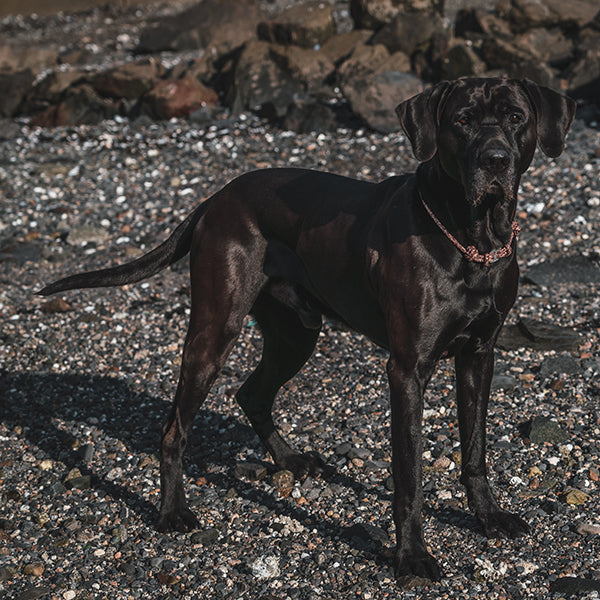 MAROON/TAN ADJUSTABLE ROPE COLLAR
