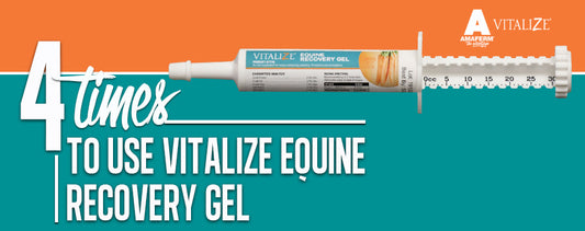 VITALIZE EQUINE RECOVERY GEL 30 ML