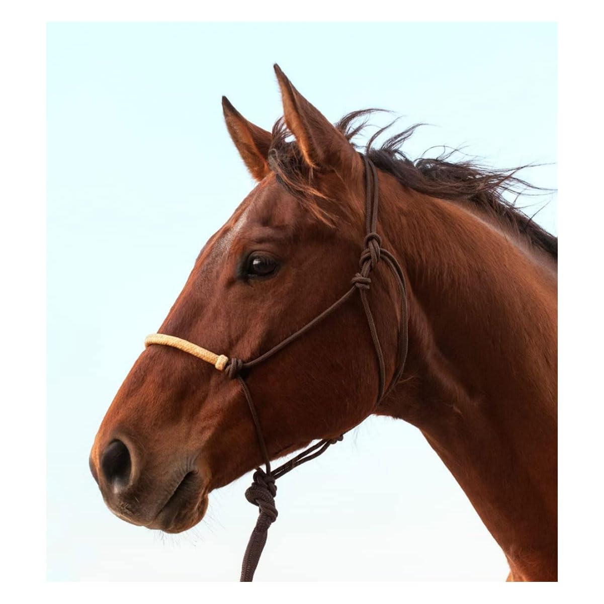 Rope Halter Brown w Rawhide