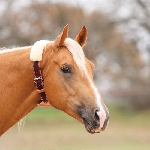 PROFESSIONALS CHOICE “THE DARE” CRIBBING COLLAR