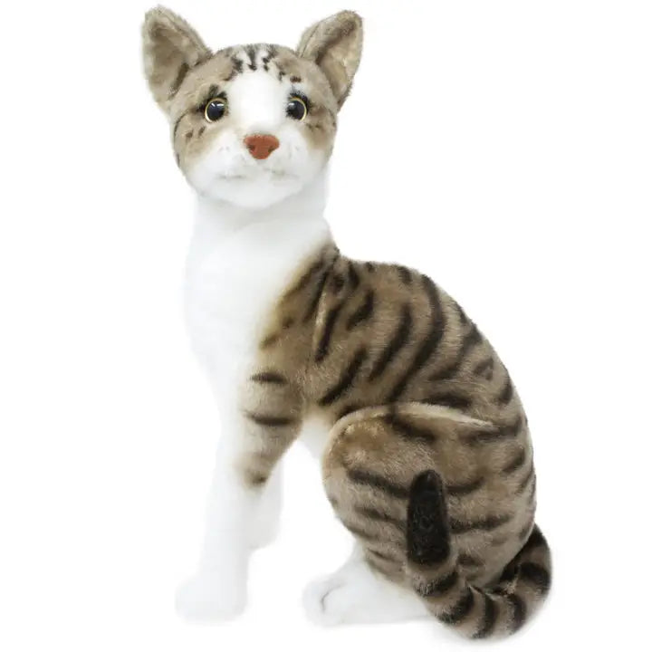 Amy the American Shorthair Cat