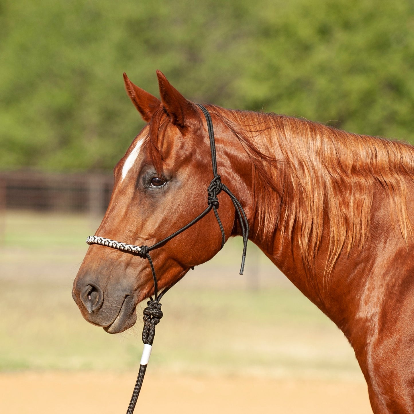3-Tone Rope Halter and 8-foot Leadrope