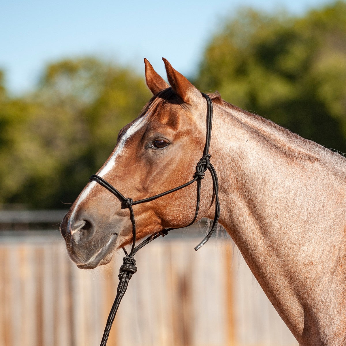 Halter W/8' Lead Blk