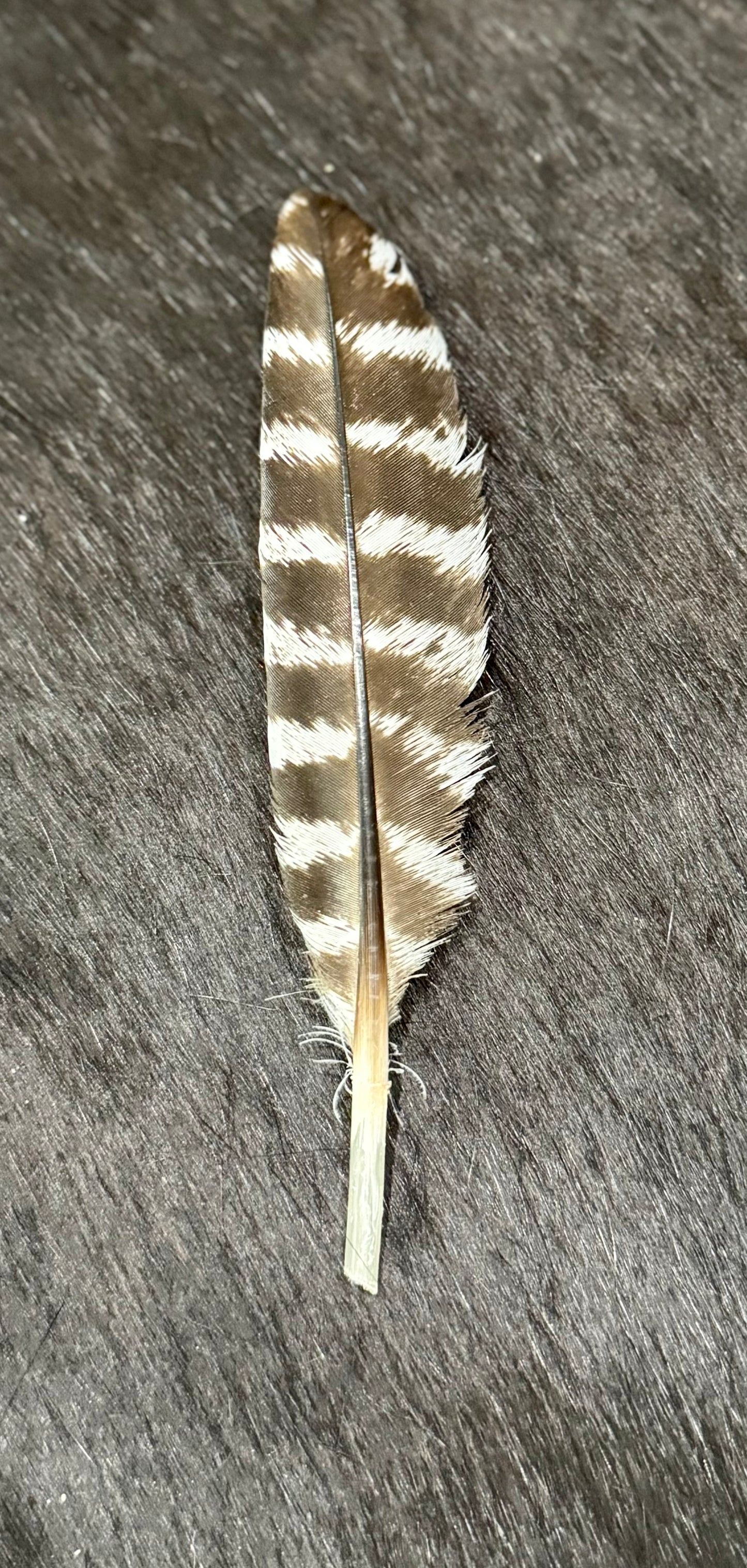 Small Turkey Hat Feather