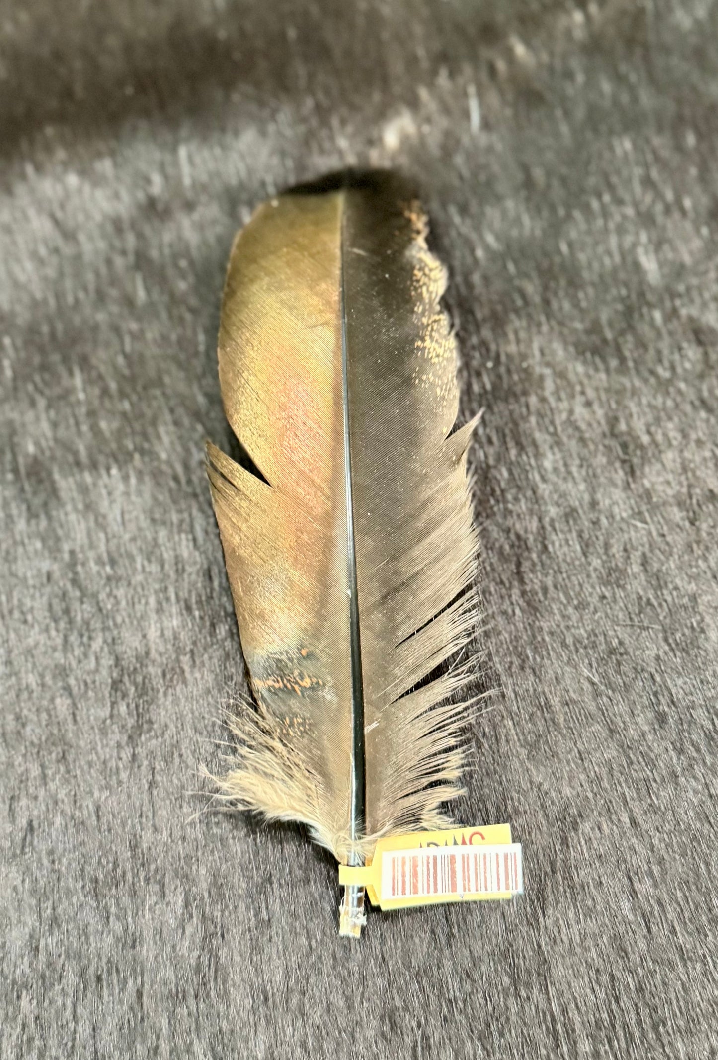 Small Turkey Hat Feather