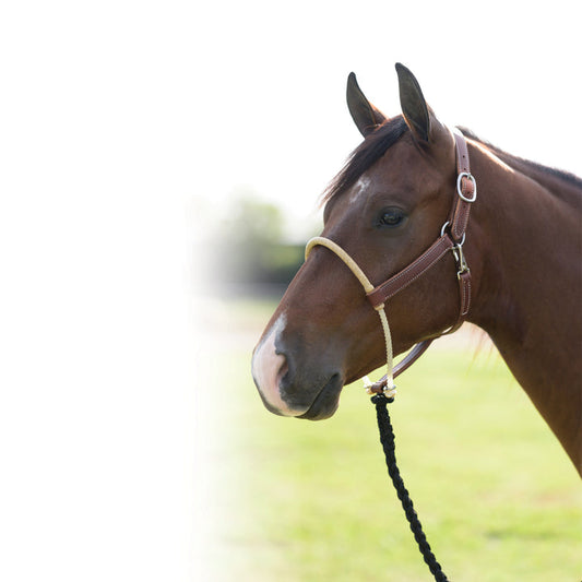 Leather Halter Rawhide Nose