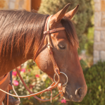 Browband Headstall 5/8-inch Thick