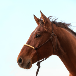 HALTERBRRN Rope Halter Brown w Rawhide