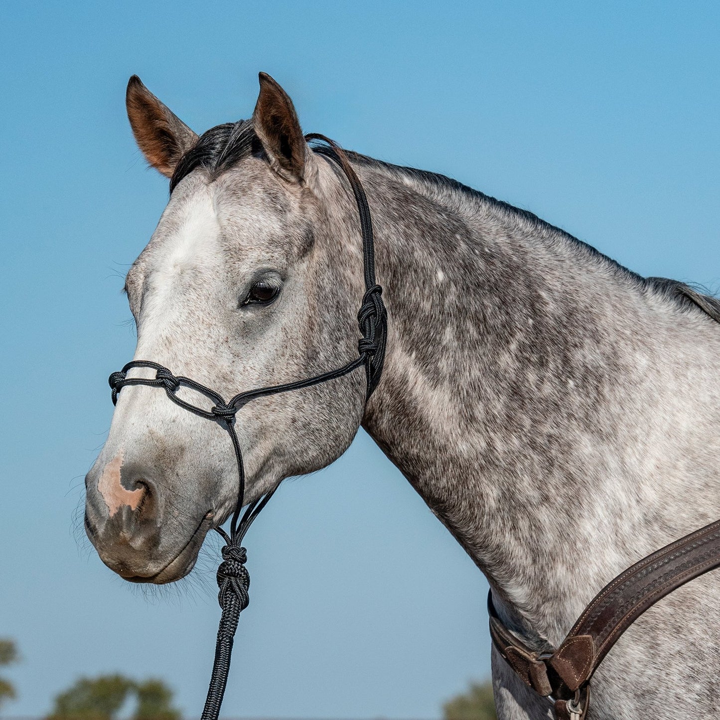 Chain Link Rope Halter