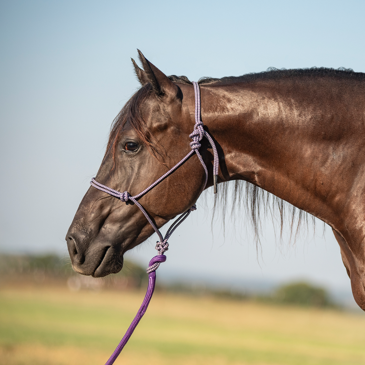 Yellow Rope Halter Rope Halter and 9-foot Leadrope – Adams Tack
