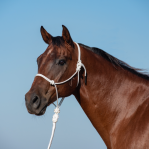 Rope Halter and 9-foot Leadrope