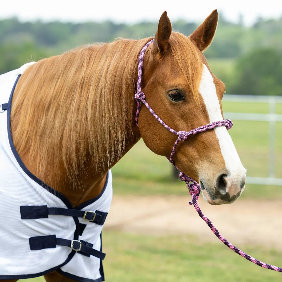 Rope Halter w/ Lead