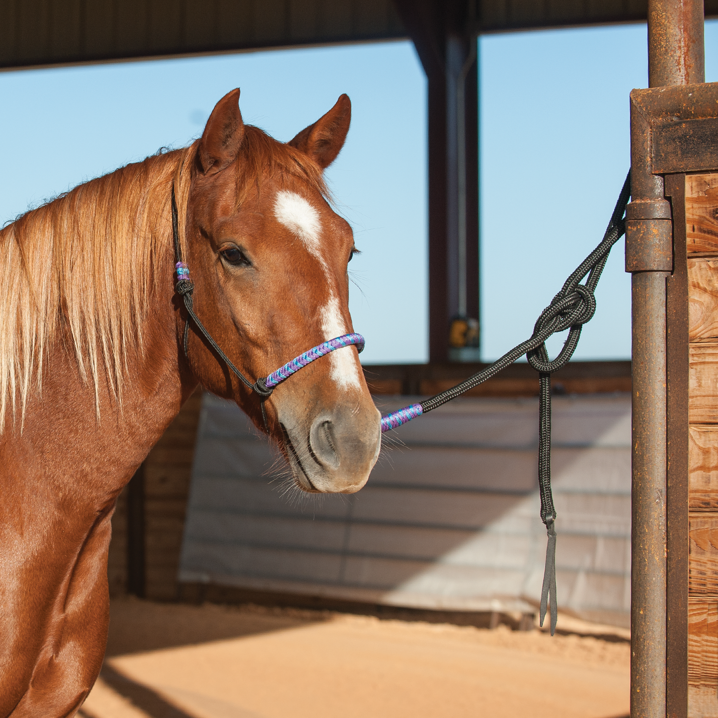 Classic Equine Two Tone Rope Halter with 8' Lead