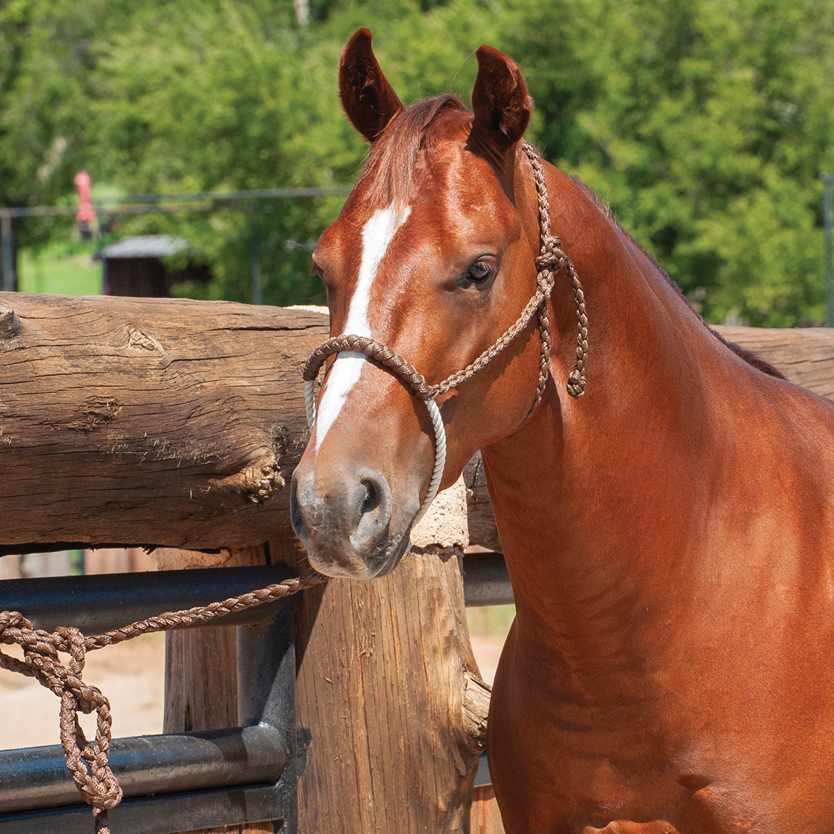 Martin Rope Nose Halter With Lead