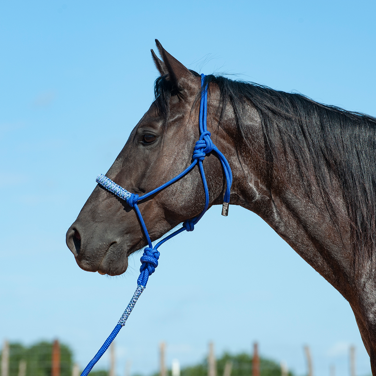 BRAIDED NOSE ROPE HALTER