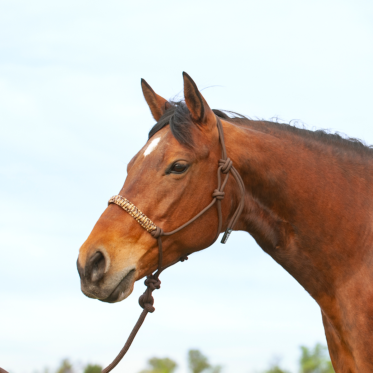 BRAIDED NOSE ROPE HALTER