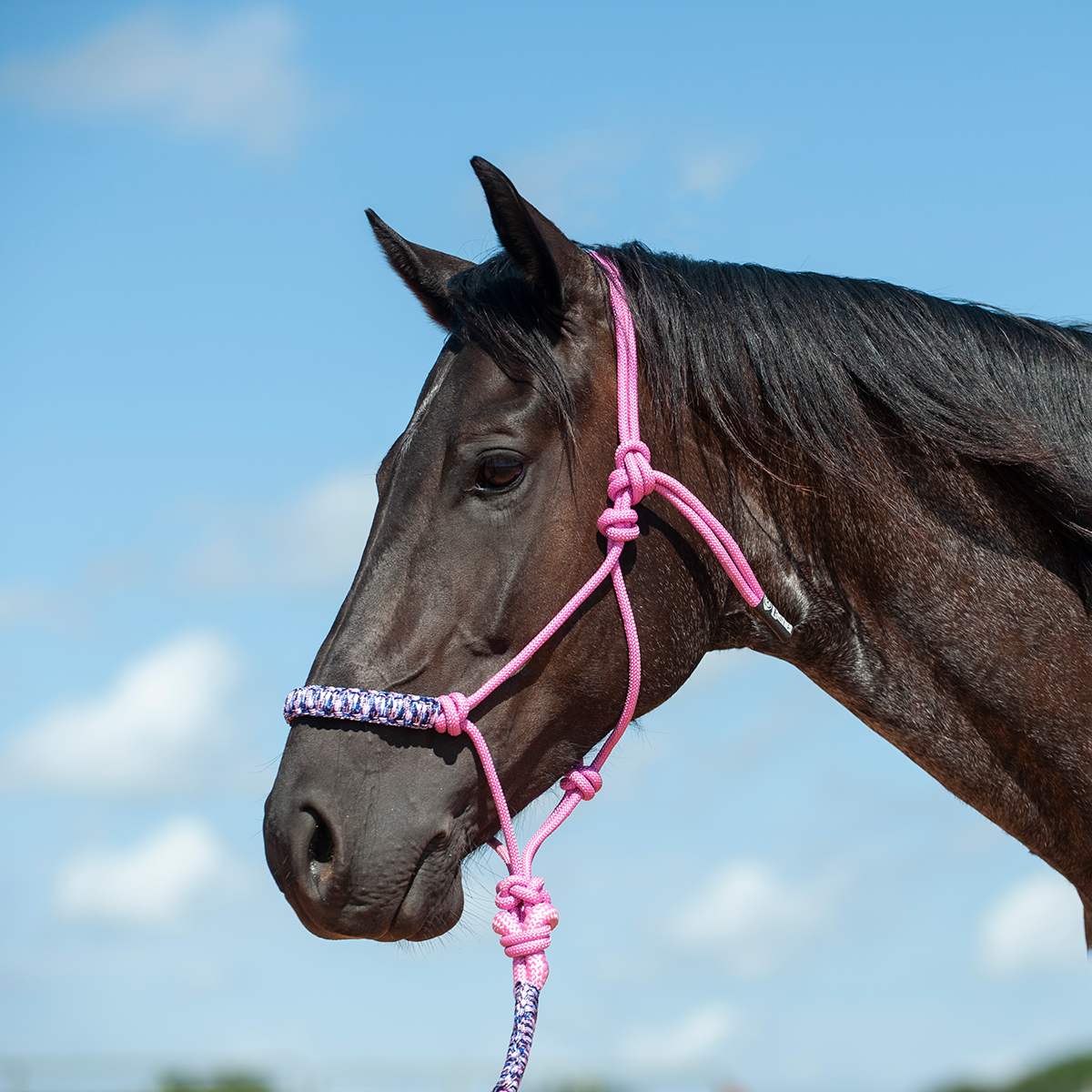 BRAIDED NOSE ROPE HALTER