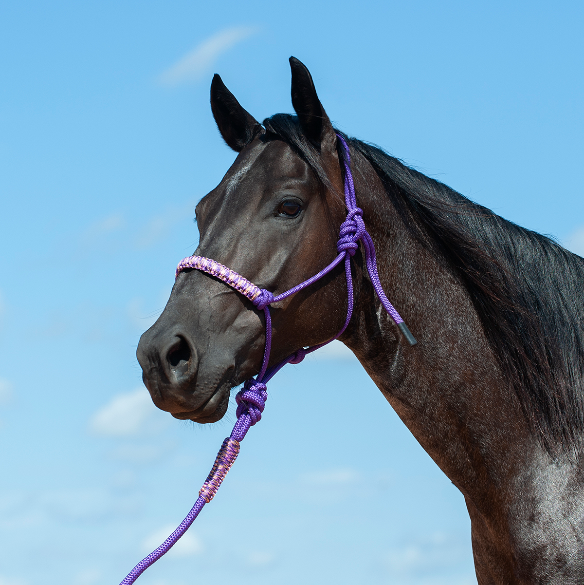 BRAIDED NOSE ROPE HALTER