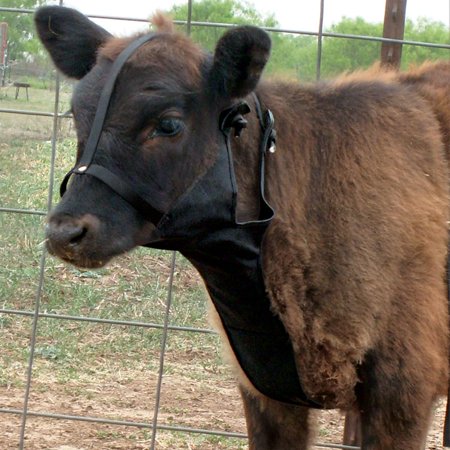 Cactus Saddlery Stran Smith Calf Collar
