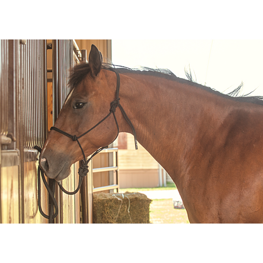 Martin Premium Rope Halter