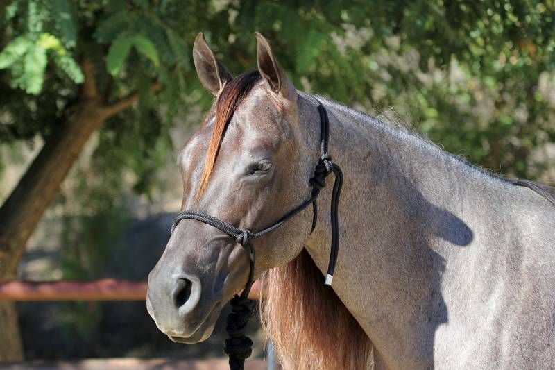 PC ROPE HALTER